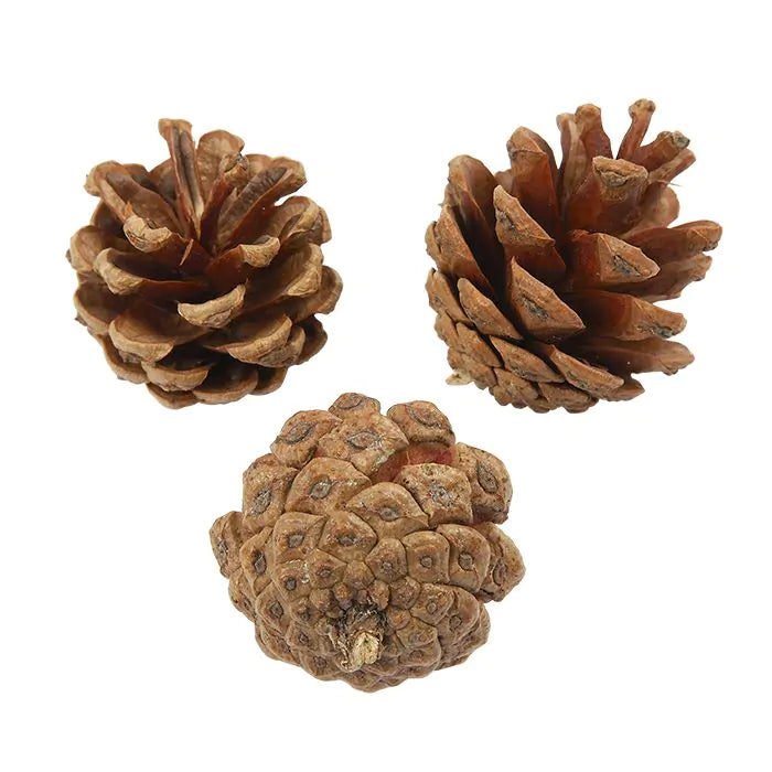 Craft & Decoration Pine Cone