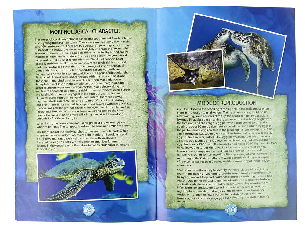 Ammonite Turtle Excavation Educational Kit