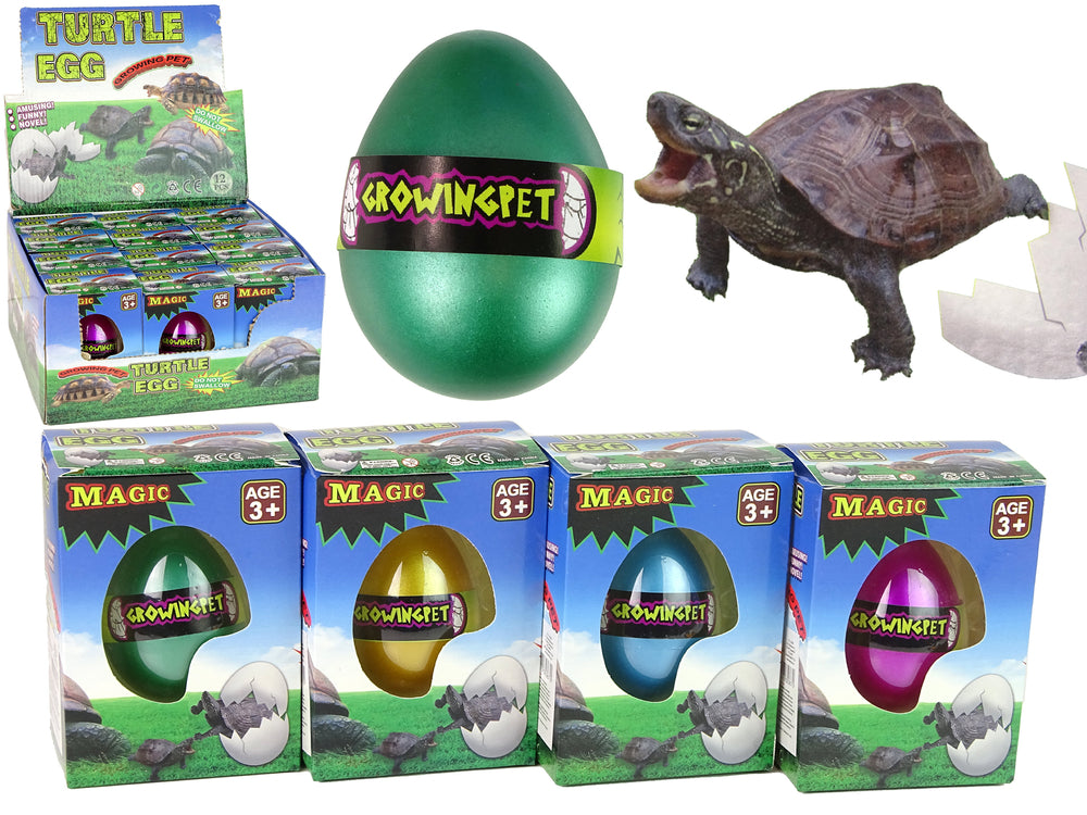 Wylęgowe jajo magicznego żółwia rosnące 6 cm.