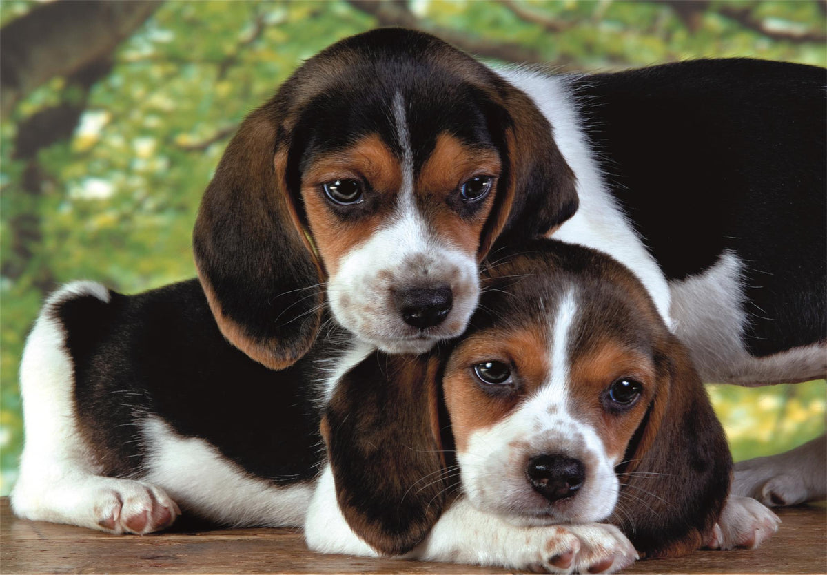 Puzzle 500 Hqc Beagle Puppies Poster Clementoni 35536