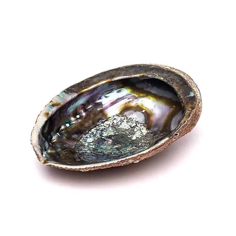 Groene Abalone Smudge Schelp Haliotis Fulgens L - ±15-17cm