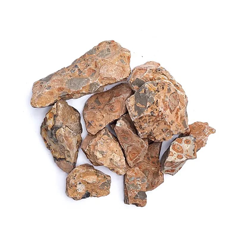 Szorstki lampart - ±3-8cm; ±1000g