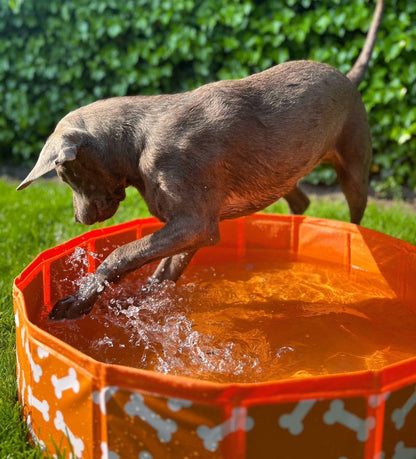 Swim Essentials Hundebassin - Orange - Bonebash - Ø 80 Cm
