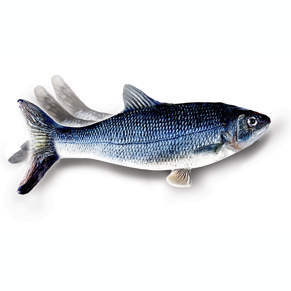Flippity Fish – Kattelegetøj