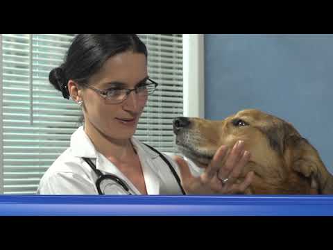 Tyggebørste – Hundetyggetøj – Stort