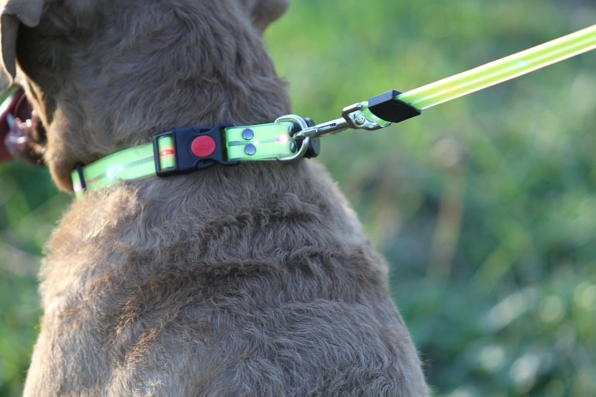 Guinzaglio e collare per cani illuminati - Guinzaglio per cani