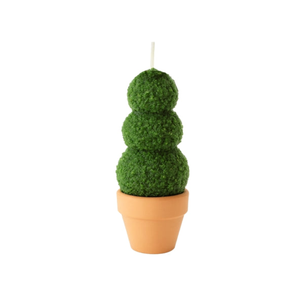 Candle Boxwood In Pot 6 X 13 Cm