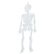 Halloween Glow-in-the-dark Skeletons