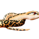 Plush Black Snake Mascot 210 Cm