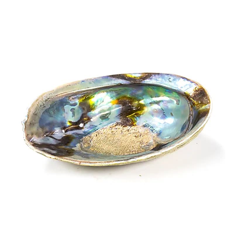 Duhový Abalone (paua) Haliotis Iris - 12,5 - 15,5 cm