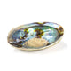 Rainbow Abalone (paua) Haliotis Iris - 12,5 - 15,5 cm