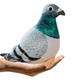 Plush Gray Crested Pigeon Mascot 20cm