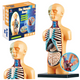 Educational Anatomical Model Human Body Organs