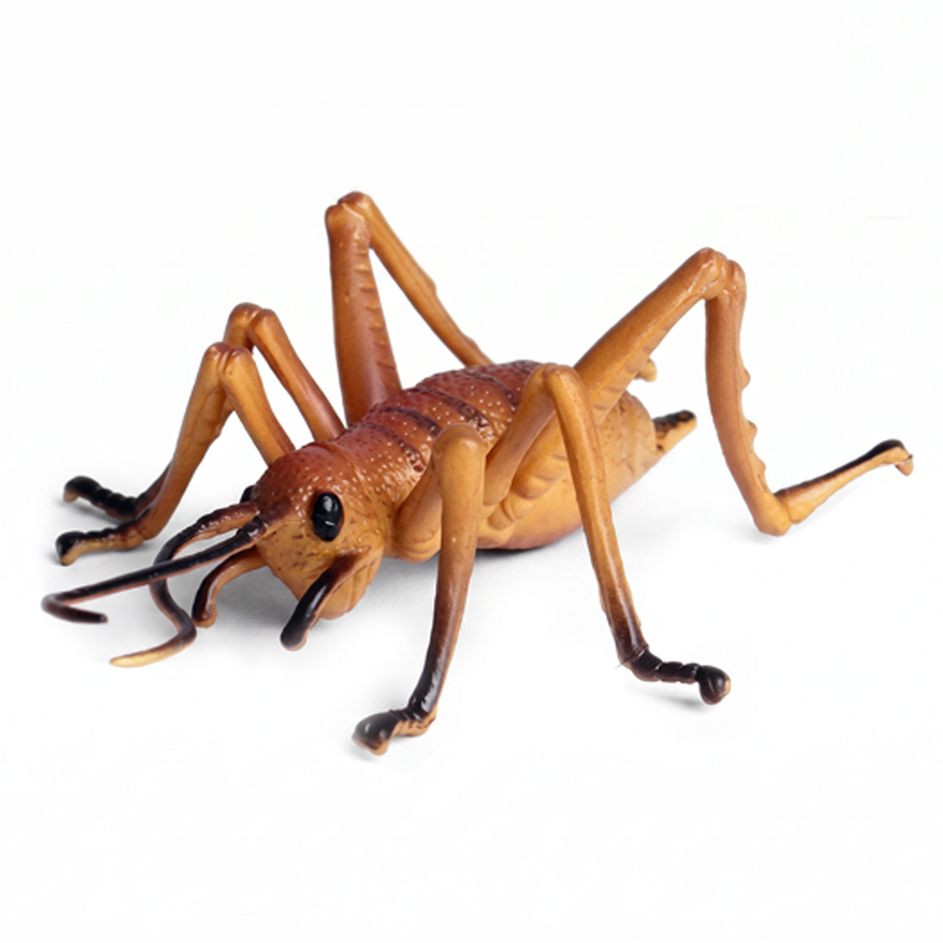 Insect - Cricket 10 Cm