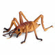 Insect - Cricket 10 Cm
