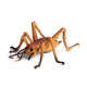 Insekt - Cricket 10 Cm