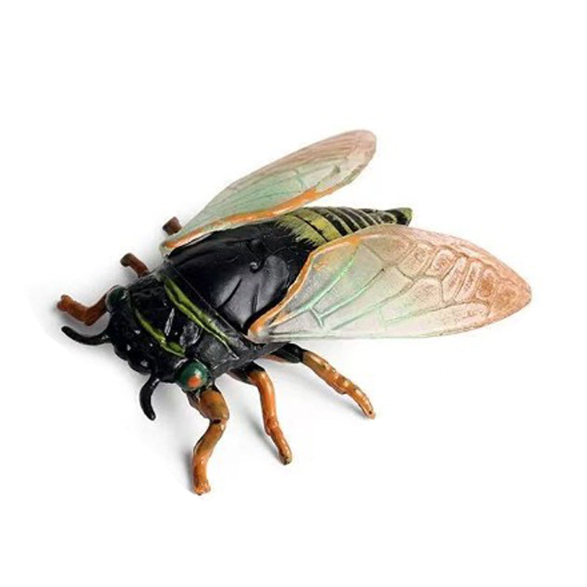 Insekt - Cicada 6 Cm