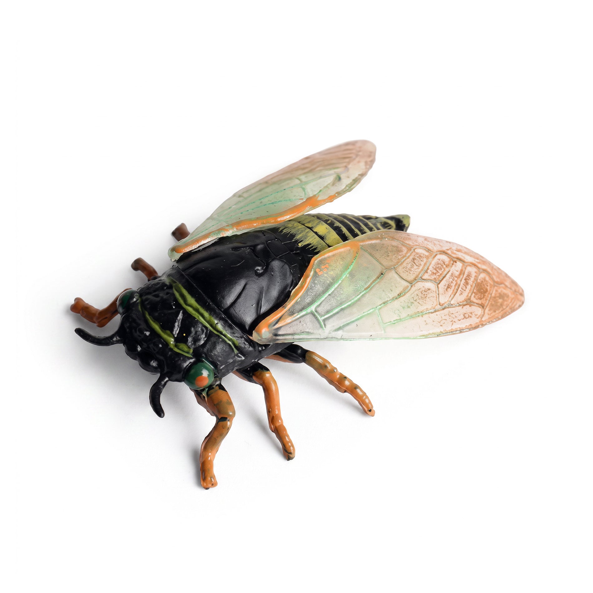 Insect - Cicada 6 Cm