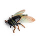Insect - Cicada 6 Cm