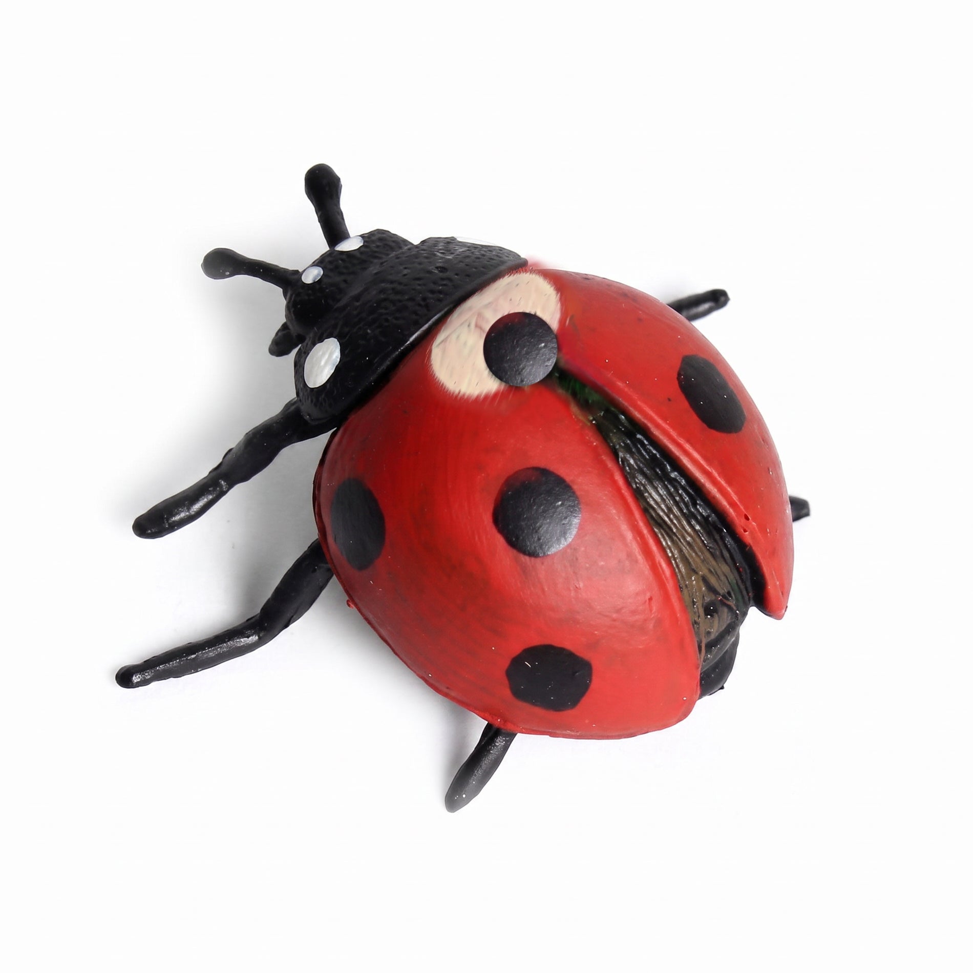 Insect - Seven-spotted Ladybug 5 Cm