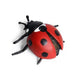 Insetto - Coccinella a Sette Macchie 5 Cm