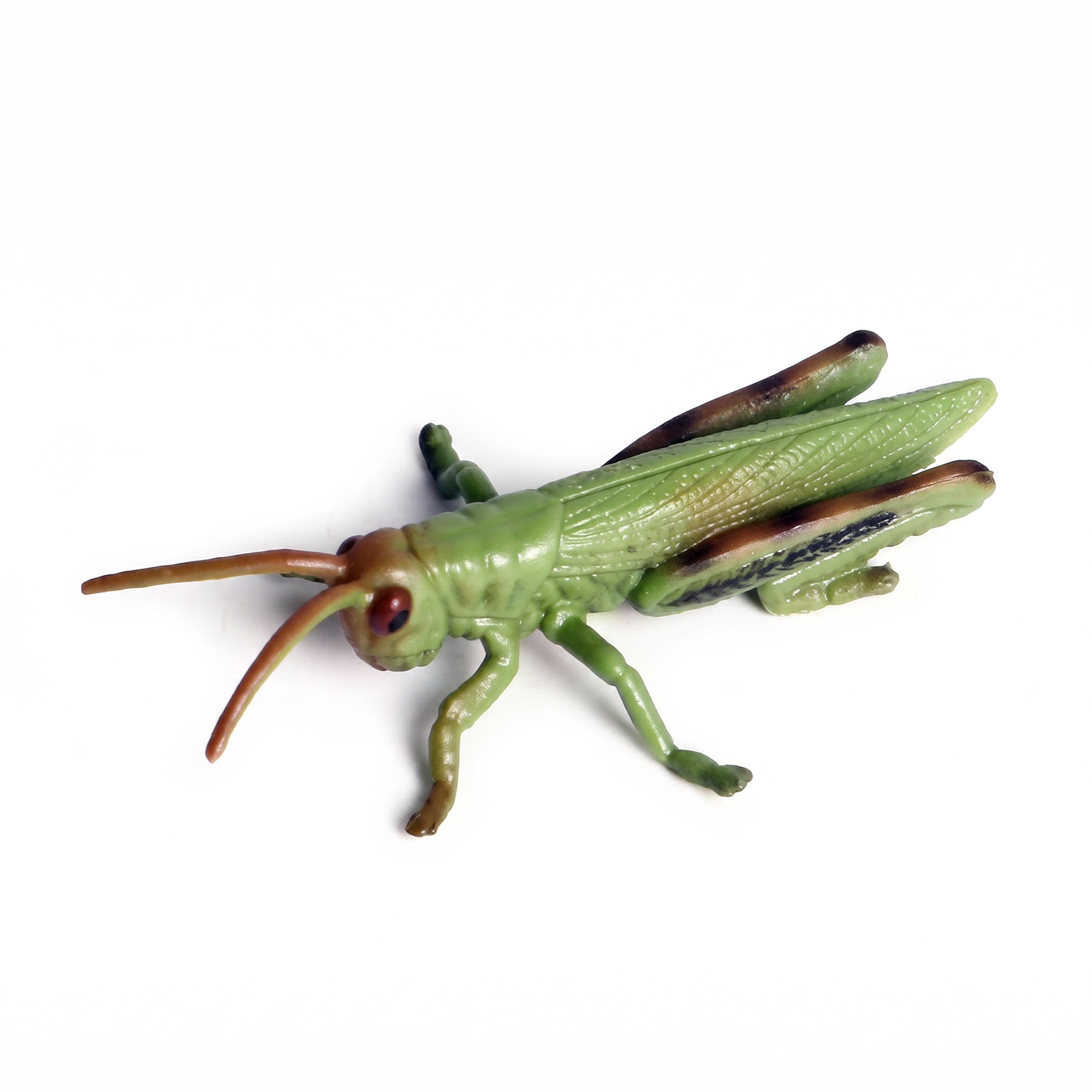 Insect - Grasshopper 9 Cm