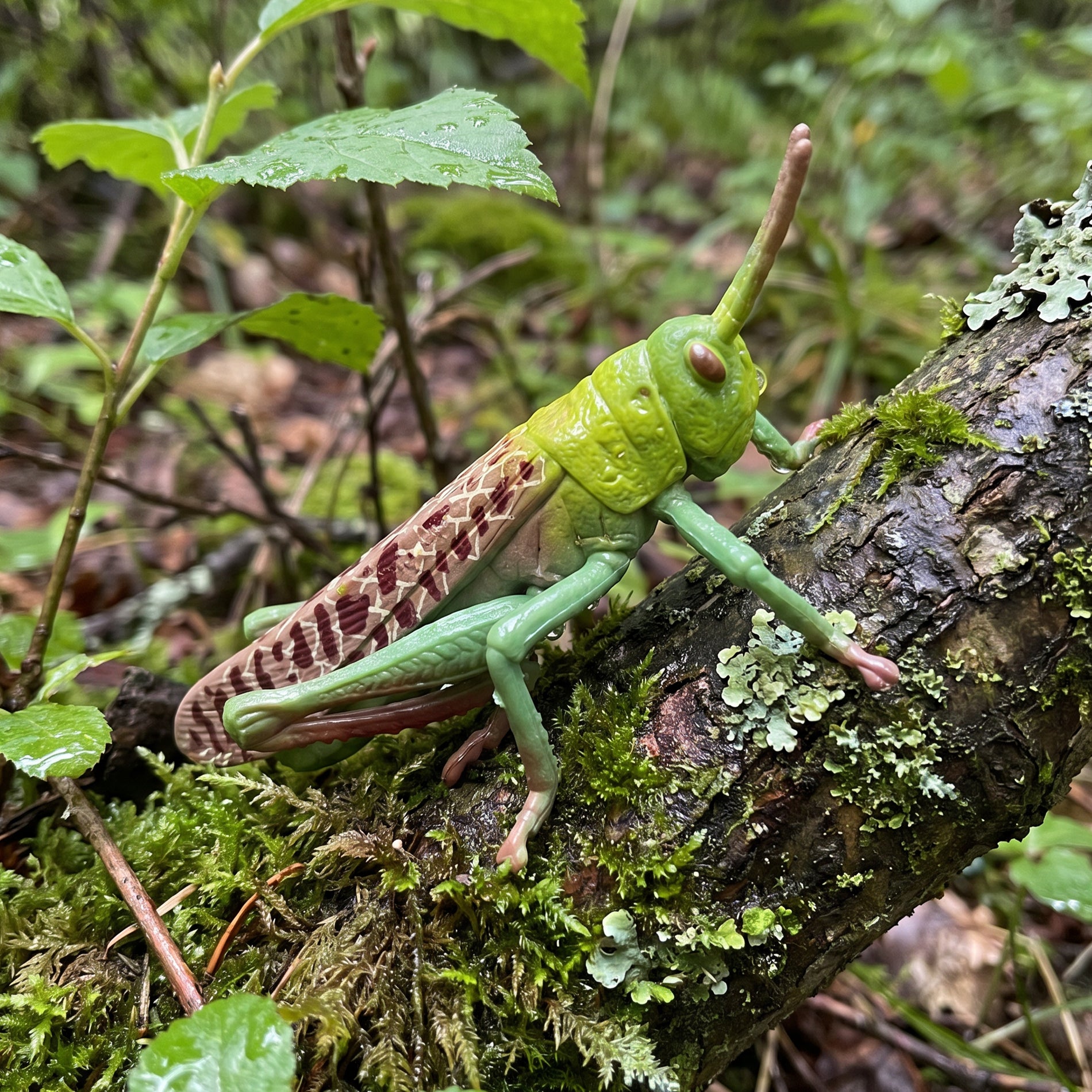 Insect - Locust 7 Cm