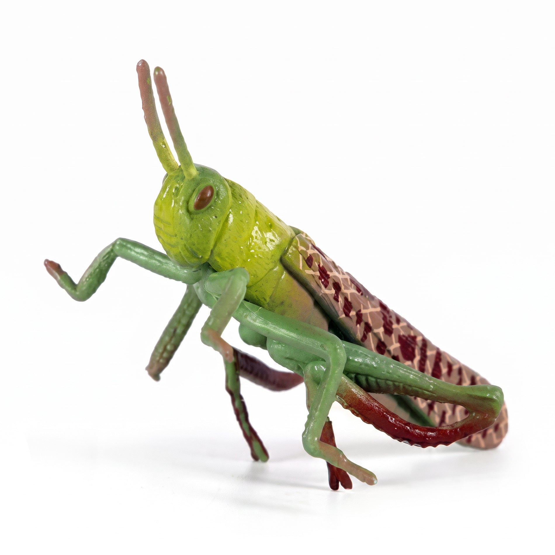 Insect - Locust 7 Cm