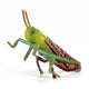 Insect - Locust 7 Cm