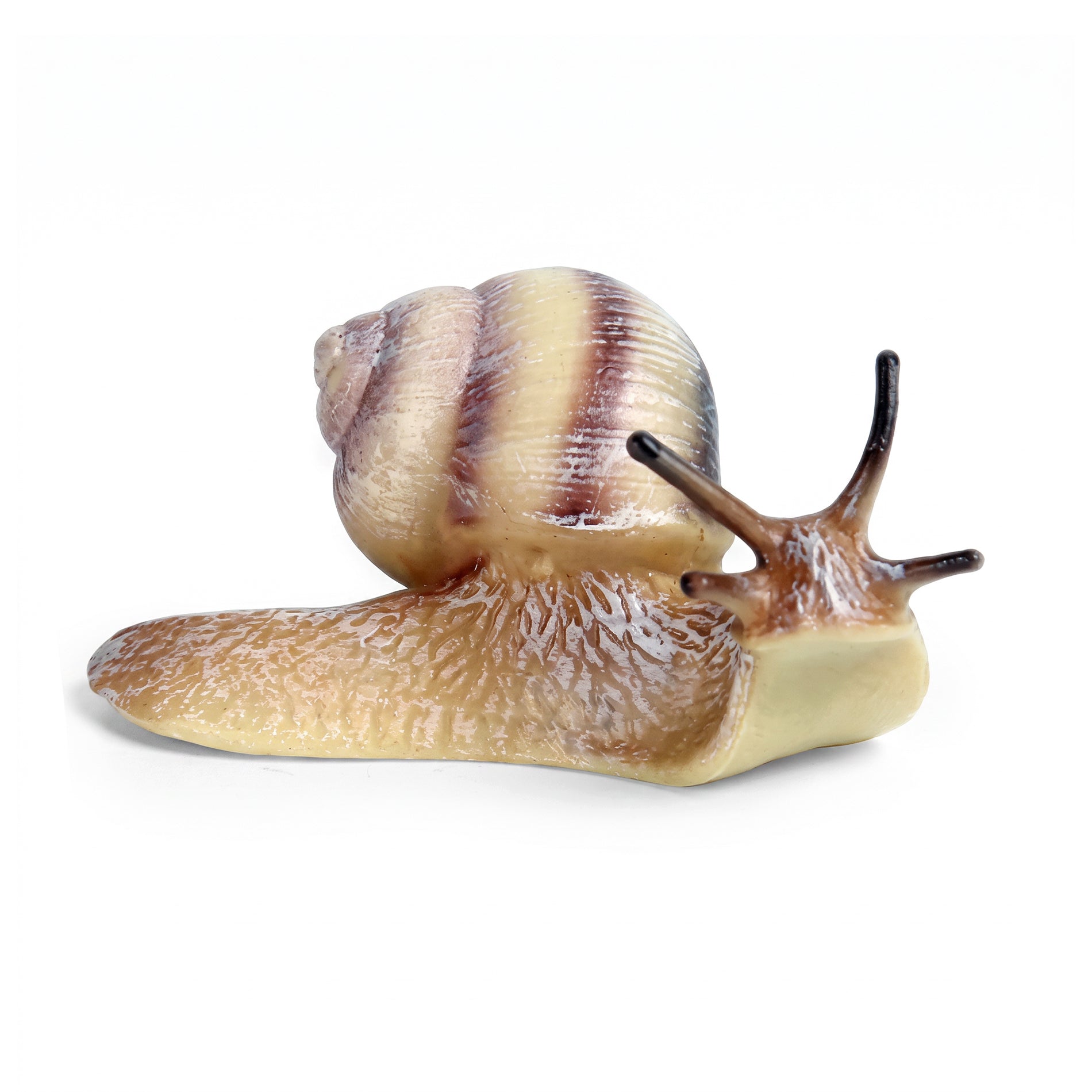 Snail 8 Cm