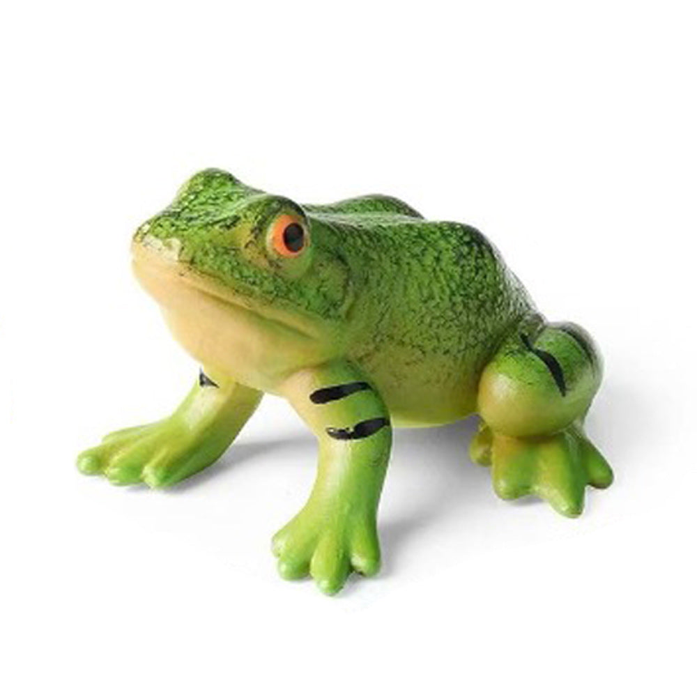 Rana 6 Cm