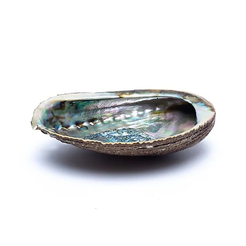 Green Abalone Smudge Shell Haliotis Fulgens M - ±12-16cm