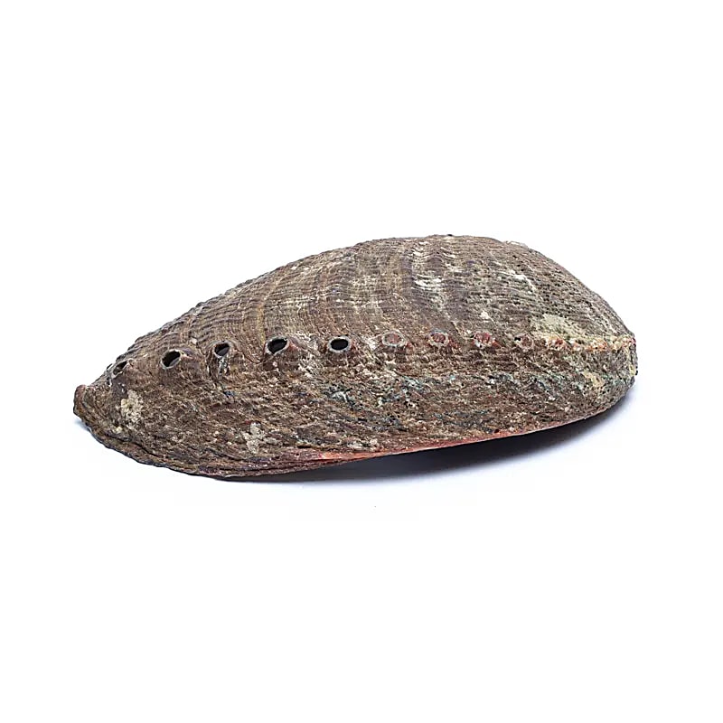 Green Abalone Smudge Shell Haliotis Fulgens M - ±12-16cm