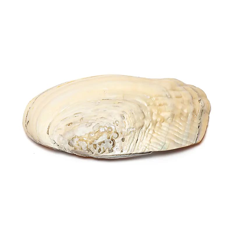 Masa Perłowa Z Perłami - 15-16 cm Zestaw 2szt