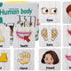 Educational Puzzle Body Parts Jigsaw Puzzle 10 English Connections