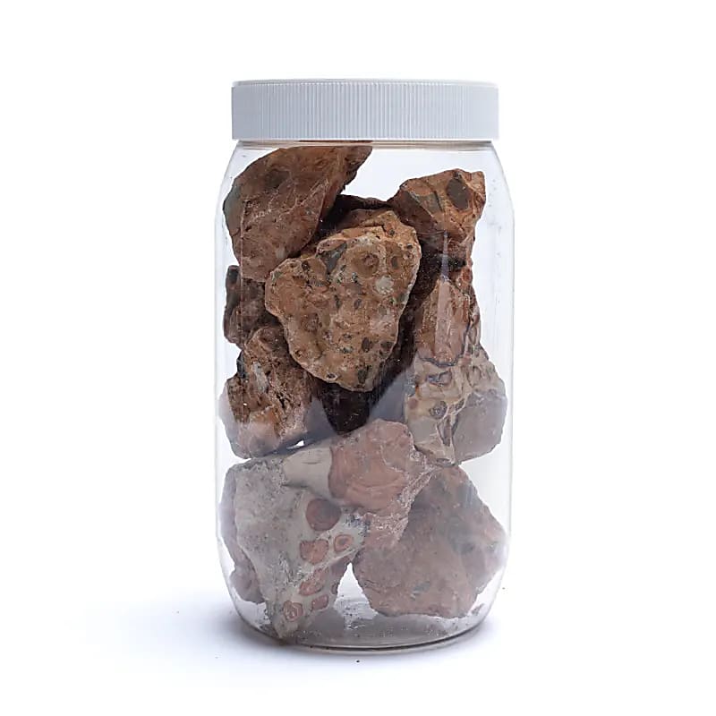 Szorstki lampart - ±3-8cm; ±1000g