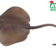 C – Östliche Stachelrochen-Figur, 18,5 cm