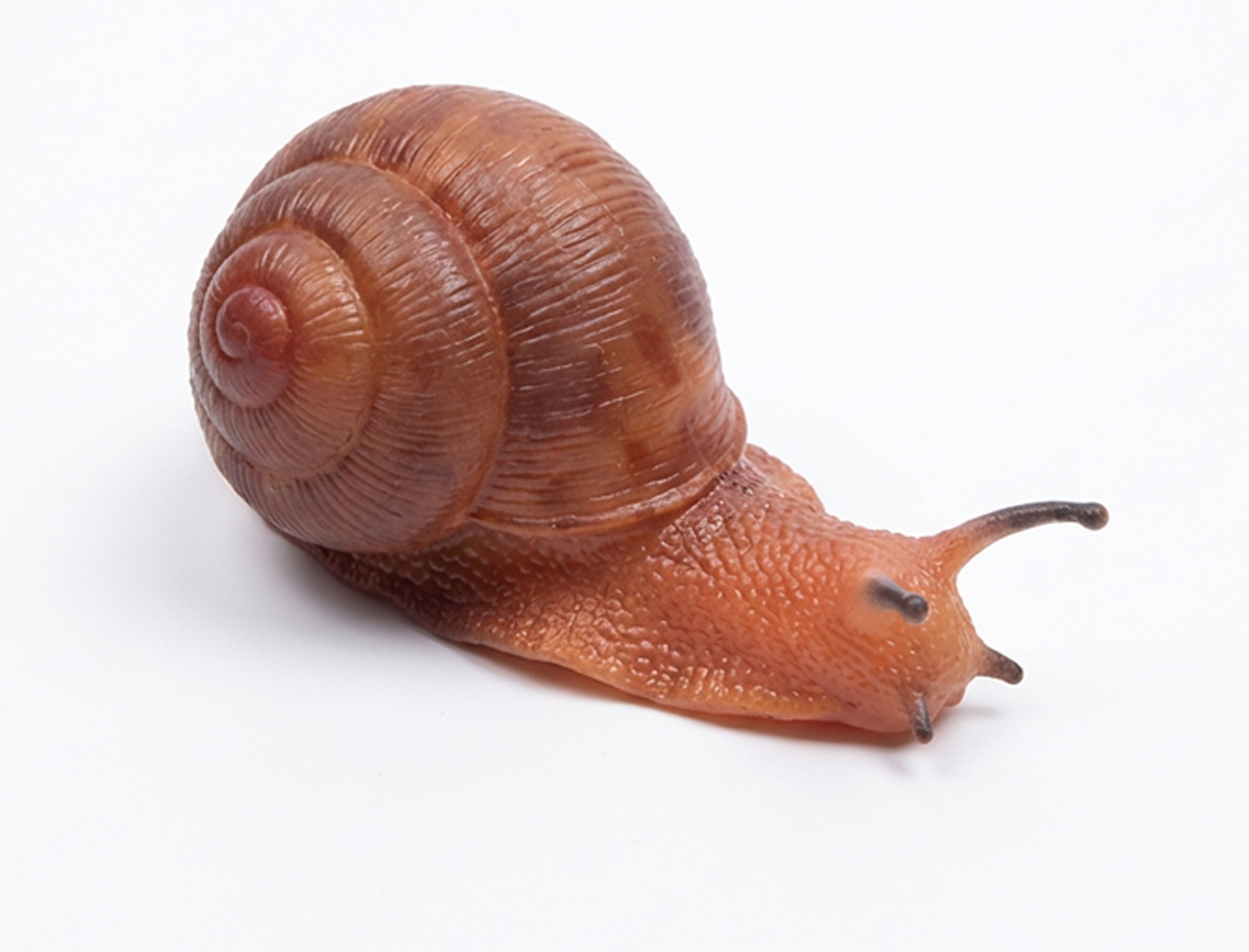 Caracol De Goma 13 Cm