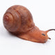 Caracol De Goma 13 Cm