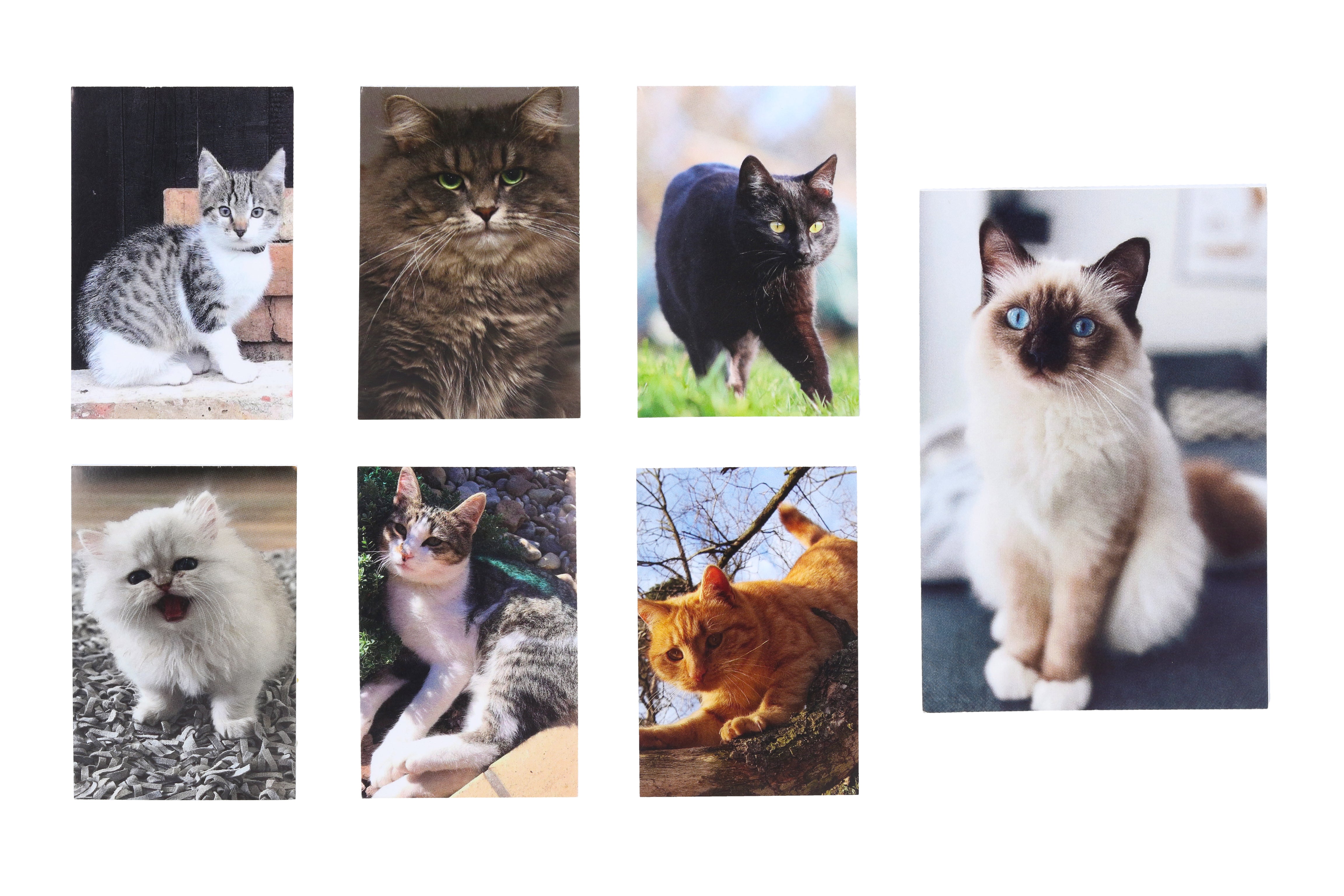 Notebook Lepený Cat Mini 40l 6x8,5 cm