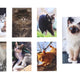 Notebook Lepený Cat Mini 40l 6x8,5 cm