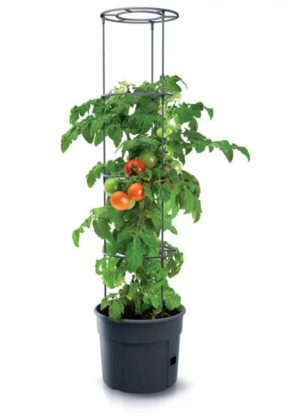 Ghiveci pentru cultivare de tomate - Antracit 12l
