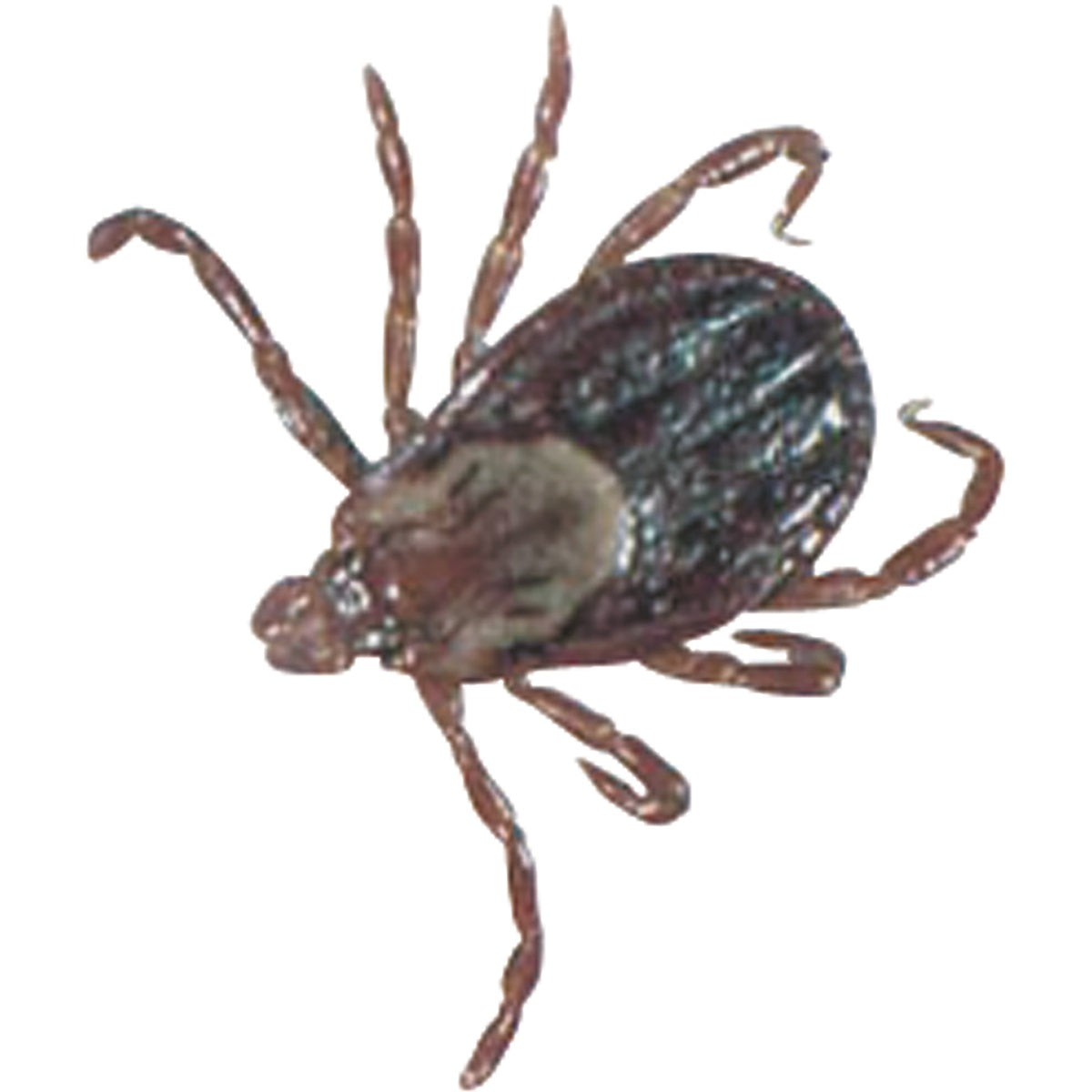 Travelsafe Tick Tweezers