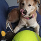 Balle de Tennis Géante Xxl 24cm Jouet pour Chien