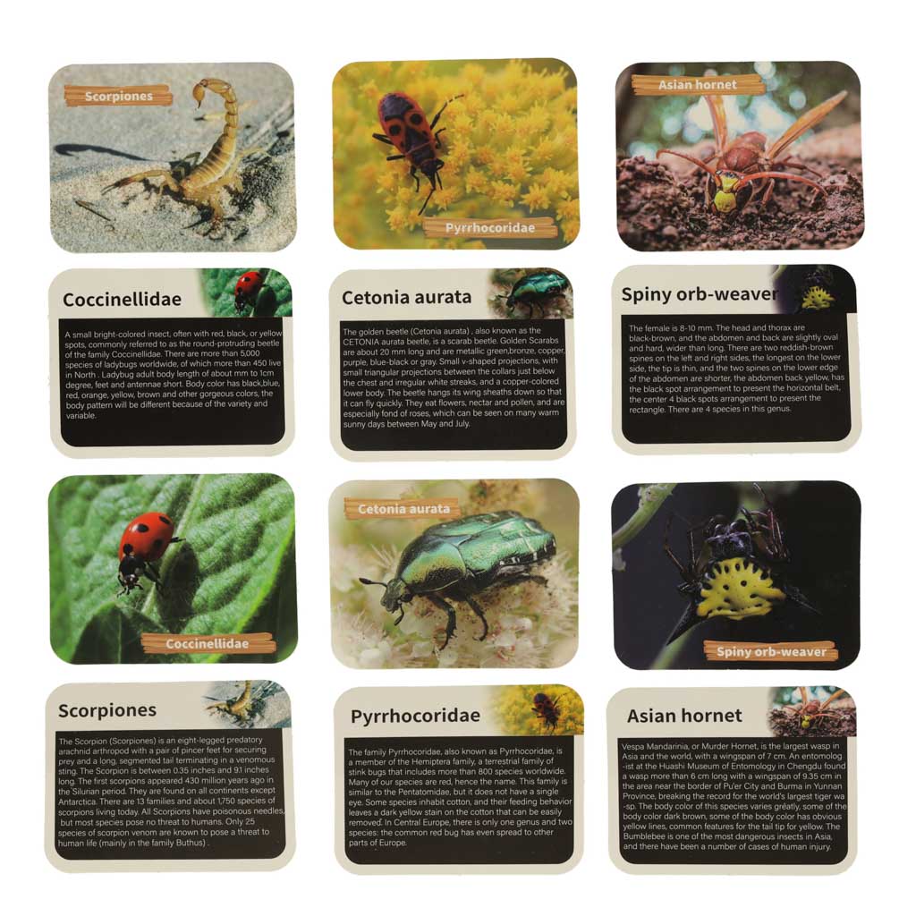 Archaeological Excavation Set Insects In Amber