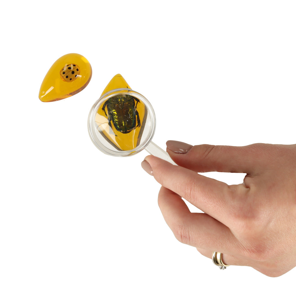 Archaeological Excavation Set Insects In Amber