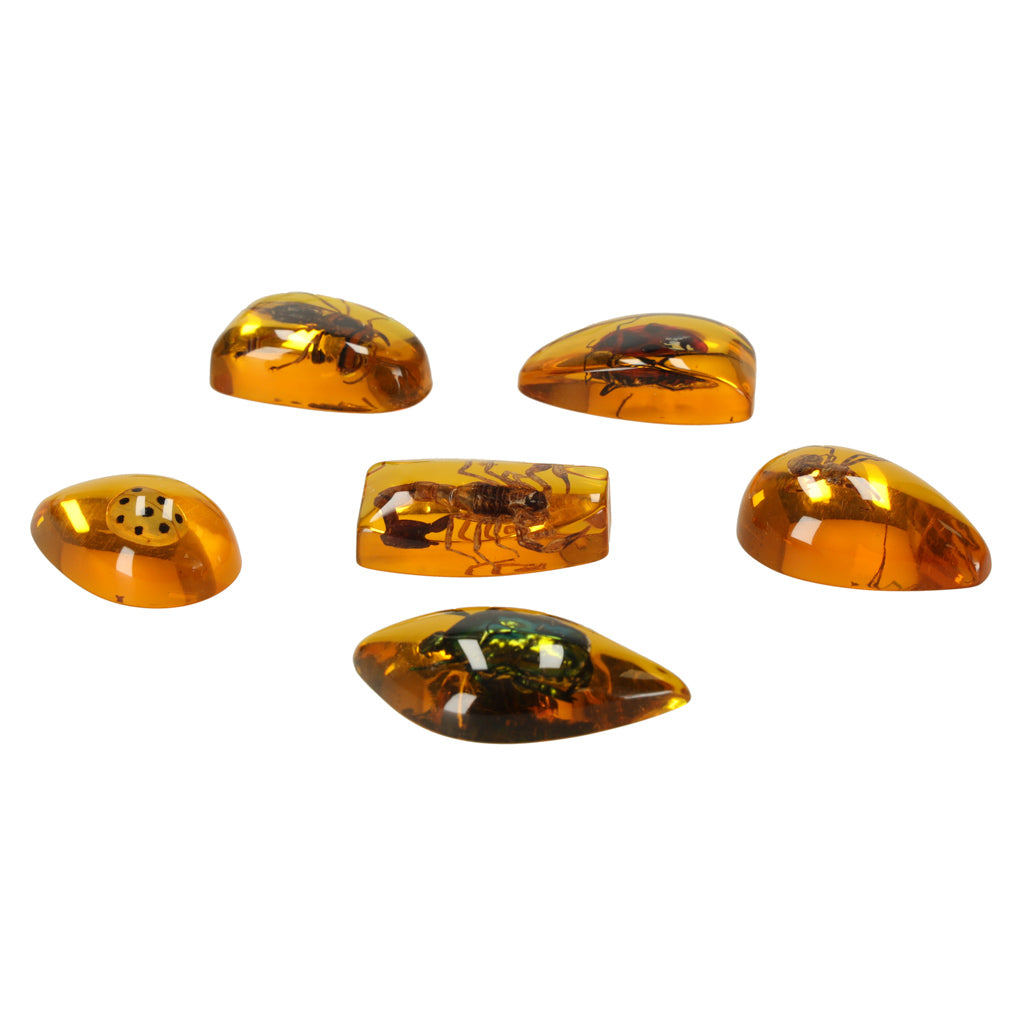 Archaeological Excavation Set Insects In Amber