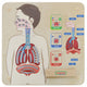 Masterkidz Монтесори Образователен съвет за респираторна система