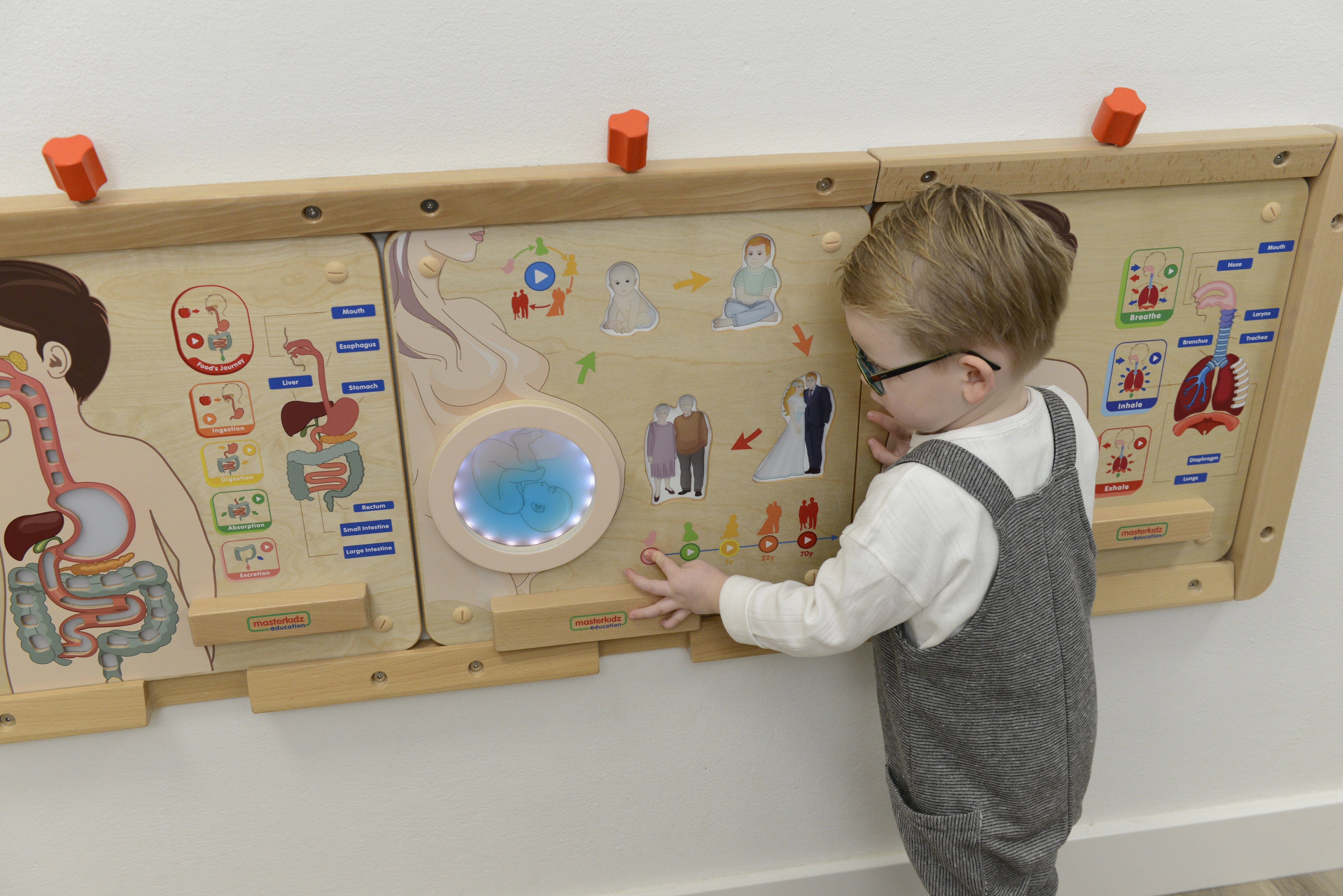 Masterkidz Montessori Human Life Cycle Educational Board