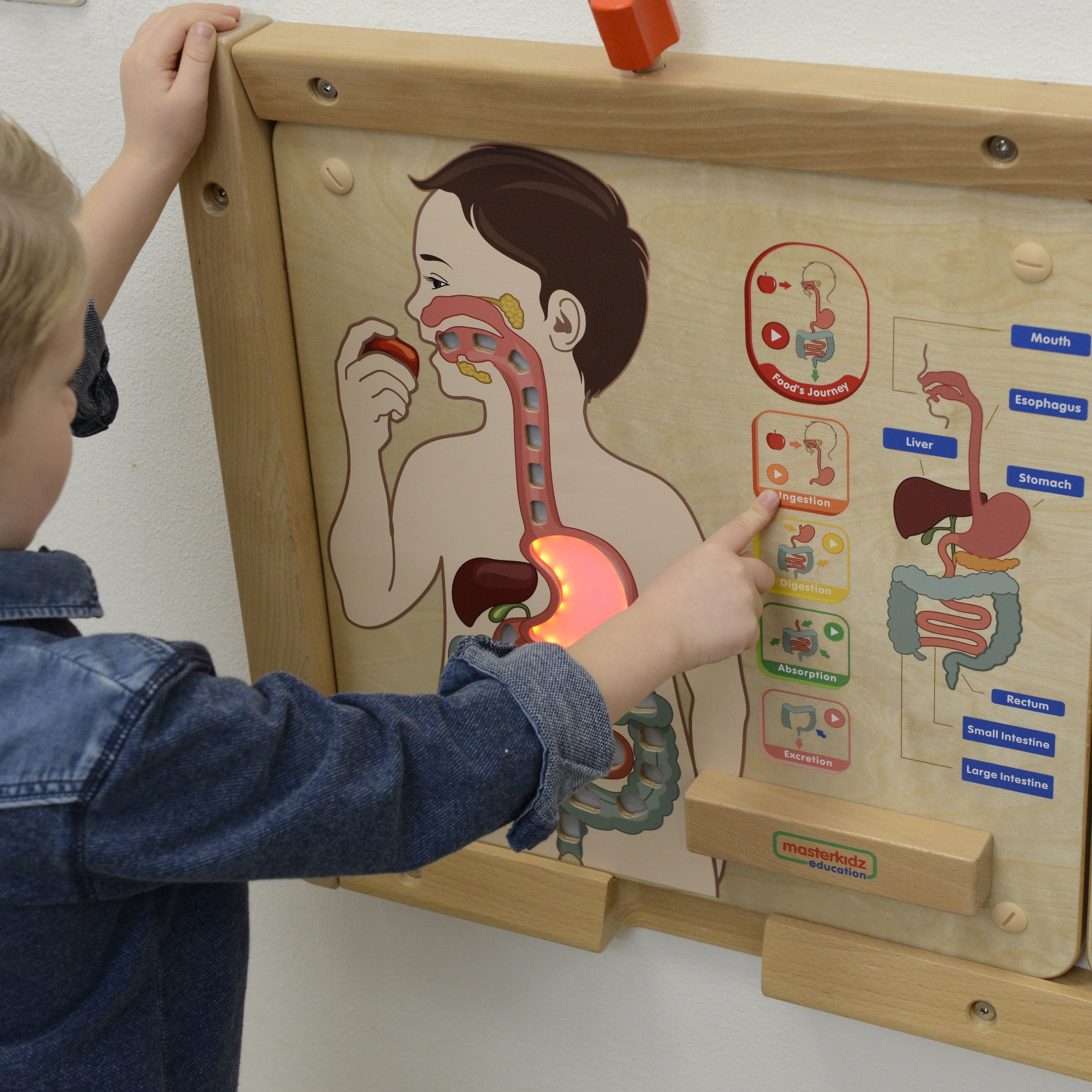 Masterkidz Монтесори Образователен съвет за храносмилателната система